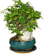 Pokojová bonsai - Sagerethia thea 301