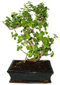 Tlustice - Portulacaria Afra 412kwe