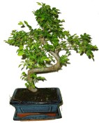 Zelkova 440 - pokojové bonsaje