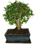 Caragona spinosa - čínský pepř 362 - bonsai