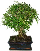Serissa foetida - strom tísíce hvězd 932