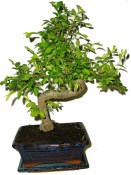 Zelkova 447 - pokojová bonsai