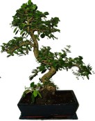 Pokojová bonsaj Carmona microphylla - čaj fuki 385