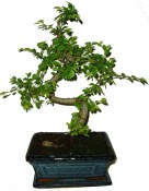 Zelkova 869 - pokojová bonsai