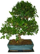 Pokojová bonsai - Sagerethia thea 367