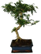 Ficus retusa - fíkovník - bonsai 441kwe