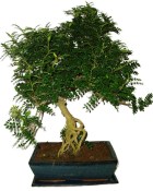 Caragona spinosa - čínský pepř 443 - bonsai