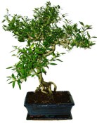 Serissa foetida - strom tísíce hvězd 932