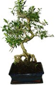 Serissa foetida - strom tísíce hvězd 932