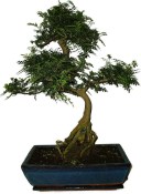 Caragona spinosa - čínský pepř 362 - bonsai