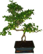 Pokojová bonsai - Sagerethia thea 452kwe