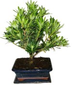 Podocarpus - Kamenný tis 755