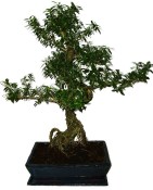 Serissa foetida - strom tísíce hvězd 387