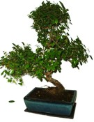 Pokojová bonsai - Sagerethia thea 367