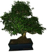 Ligustrum chinensis ptačí zob 433kwe