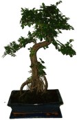 Caragona spinosa - čínský pepř 362 - bonsai