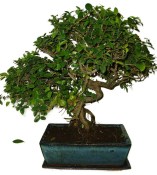 Pokojová bonsai - Sagerethia thea 367