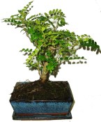 Caragona spinosa - čínský pepř 183 - bonsaj