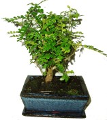 Caragona spinosa - čínský pepř 813 - bonsaje