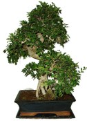Pokojová bonsaj Carmona microphylla - čaj fuki 412