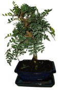 Bonsai Pistacia Lentiscus 884