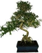 Serissa foetida - strom tísíce hvězd 932