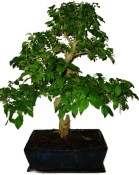 Ligustrum chinensis ptačí zob 433kwe