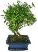 Serissa foetida - strom tísíce hvězd 364