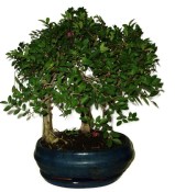 Zelkova 195 - stromořadí - pokojová bonsaj 