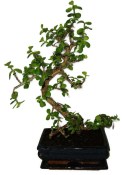 Tlustice - Portulacaria Afra 412kwe