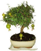 Punica granatum - granátové jablíčko 214