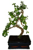 Tlustice - Portulacaria Afra 412kwe