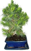 Bonsai Pinus halepensis 428