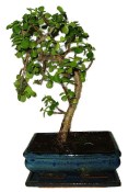 Tlustice - Portulacaria Afra 412kwe