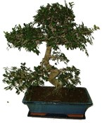 Pokojová bonsaj Carmona microphylla - čaj fuki 412