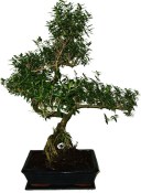 Serissa foetida - strom tísíce hvězd 932