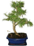 Pseudolarix 451