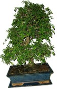 Zelkova 450kwe - pokojové bonsaje 