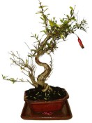 Punica granatum - granátové jablíčko 406