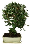 Quercus dub 434 - venkovní bonsaje