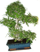 Zelkova 450kwe - pokojové bonsaje 