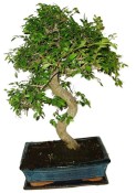 Zelkova 450kwe - pokojové bonsaje 
