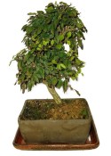 Venkovní bonsaje - Habr Carpinus 035