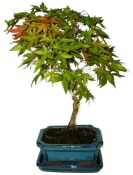 Acer palmatum - Javor dlanitolistý 436