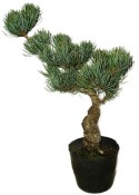 Pinus pentaphila 031 - venkovní bonsaje