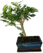 Ficus retusa - fíkovník - bonsai 441kwe