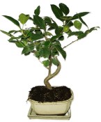 Malus - Třešňoplodá jabloň 748