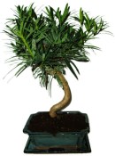 Podocarpus - Kamenný tis 755