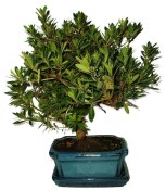 Venkovní bonsaje - Azalka - Rhododendron 455