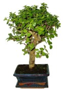 Tlustice - Portulacaria Afra 412kwe